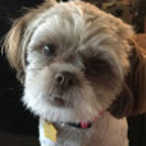 Meet your Posher, Madison